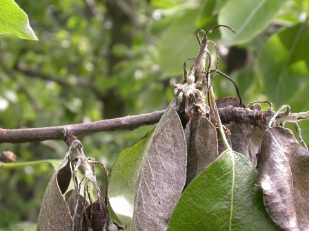 abgestorbene Blüten BirneMU.JPG